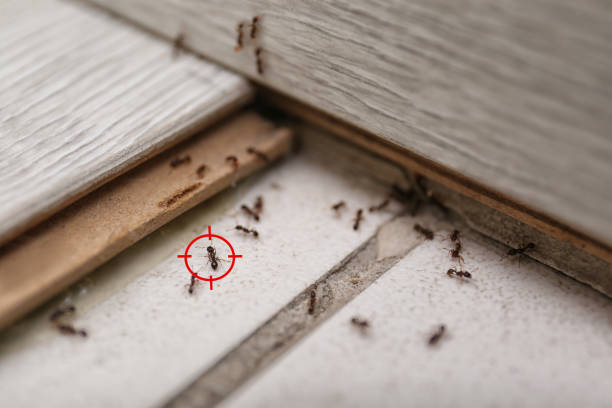 Best Affordable Pest Control Services  in Mukwonago, WI