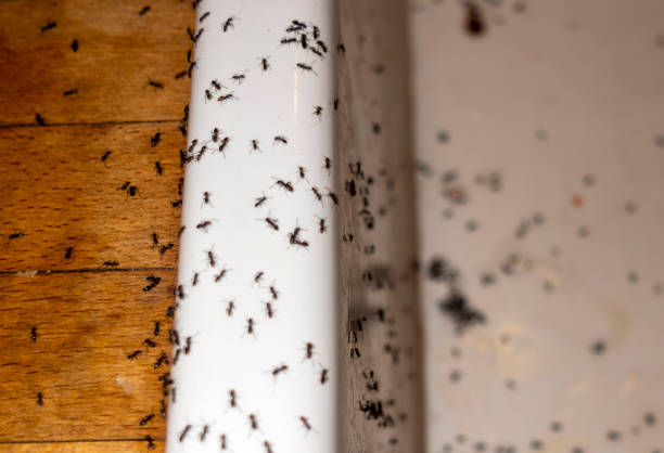 Best Spider Control Near Me  in Mukwonago, WI