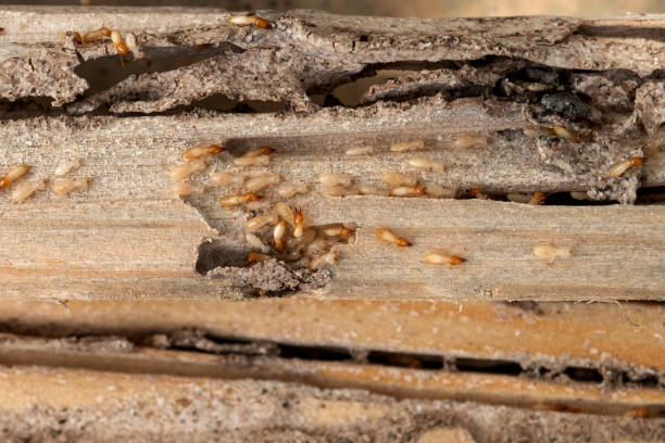 Professional Pest Control in Mukwonago, WI
